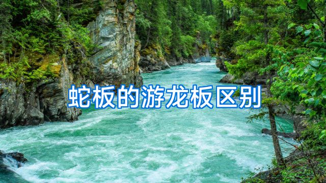 蛇板的游龙板区别