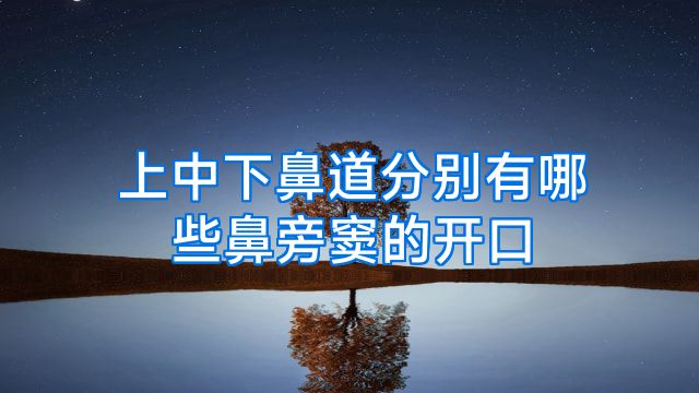 上中下鼻道分别有哪些鼻旁窦的开口