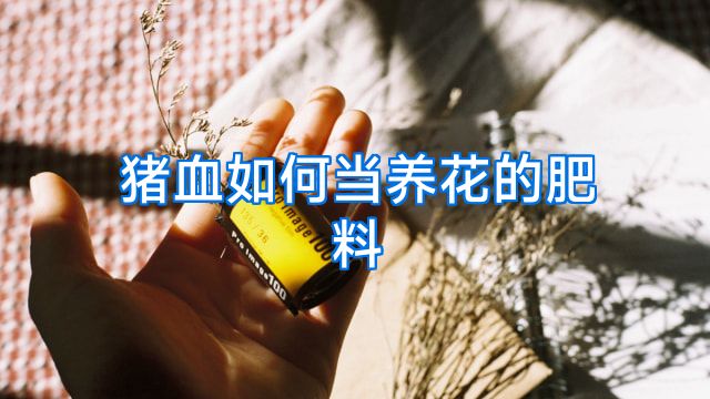 猪血如何当养花的肥料