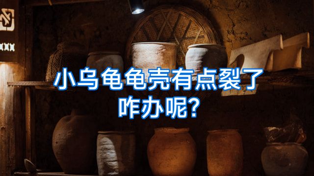 小乌龟龟壳有点裂了咋办呢?