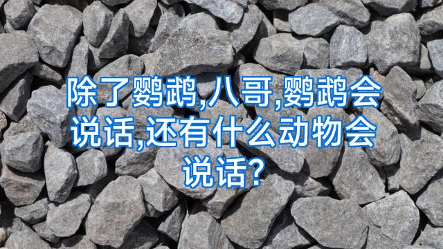 除了鹦鹉,八哥,鹦鹉会说话,还有什么动物会说话?