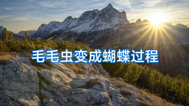 毛毛虫变成蝴蝶过程