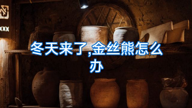 冬天来了,金丝熊怎么办