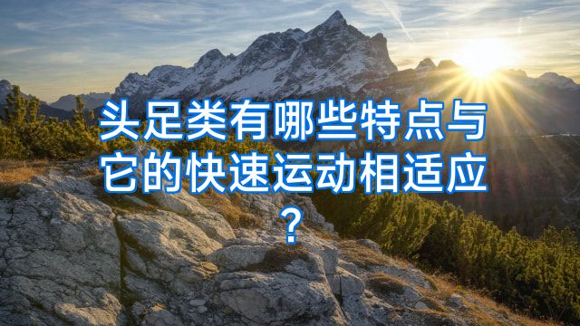 头足类有哪些特点与它的快速运动相适应?
