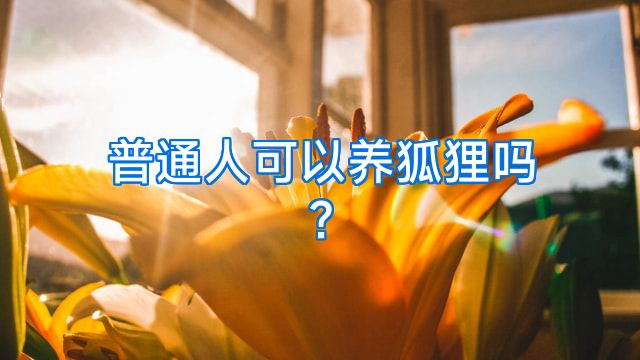 普通人可以养狐狸吗?