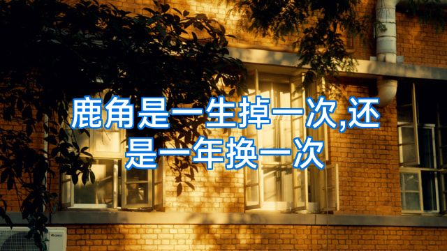 鹿角是一生掉一次,还是一年换一次