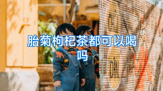 胎菊枸杞茶都可以喝吗