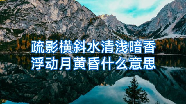 疏影横斜水清浅暗香浮动月黄昏什么意思