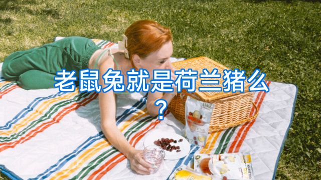 老鼠兔就是荷兰猪么?