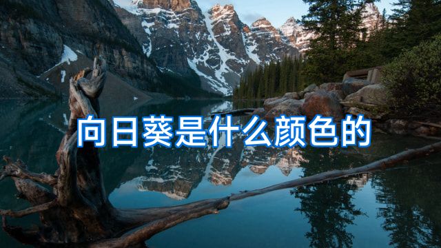 向日葵是什么颜色的