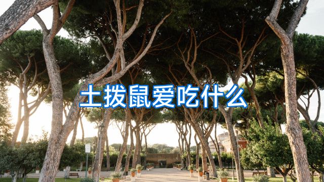 土拨鼠爱吃什么