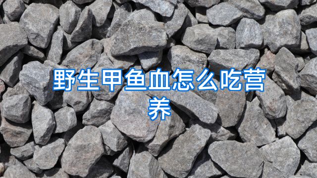 野生甲鱼血怎么吃营养