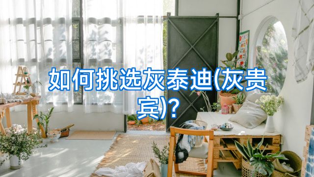 如何挑选灰泰迪(灰贵宾)?