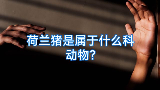 荷兰猪是属于什么科动物?