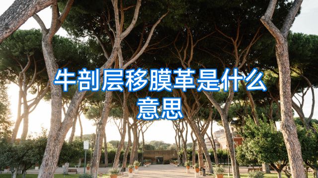 牛剖层移膜革是什么意思