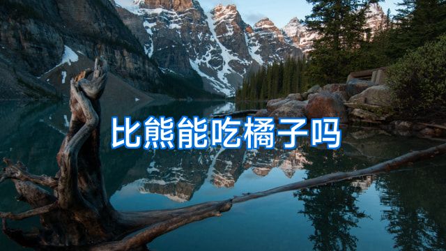 比熊能吃橘子吗