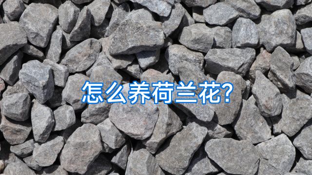 怎么养荷兰花?