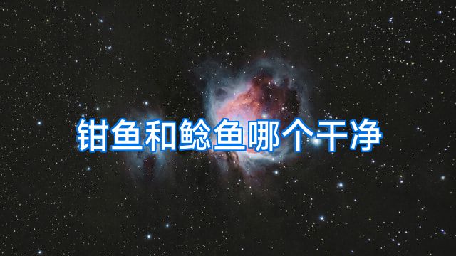 钳鱼和鲶鱼哪个干净