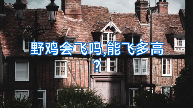 野鸡会飞吗,能飞多高?