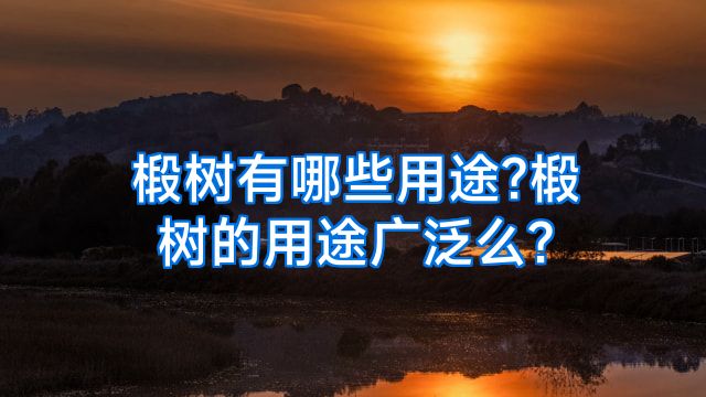 椴树有哪些用途?椴树的用途广泛么?