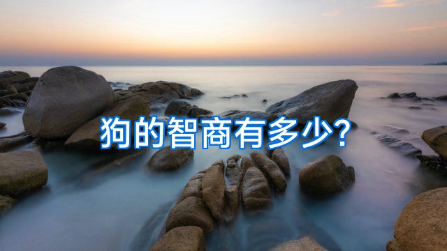 狗的智商有多少?