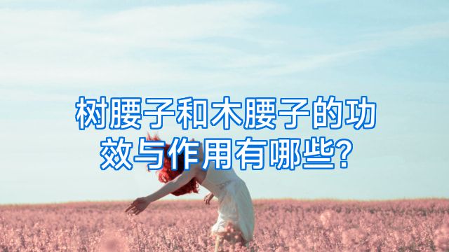 树腰子和木腰子的功效与作用有哪些?