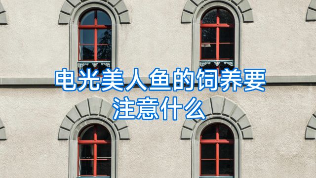 电光美人鱼的饲养要注意什么
