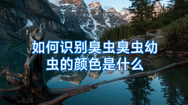 如何识别臭虫臭虫幼虫的颜色是什么