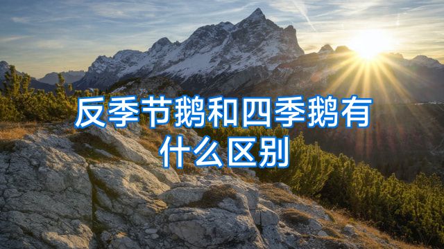 反季节鹅和四季鹅有什么区别