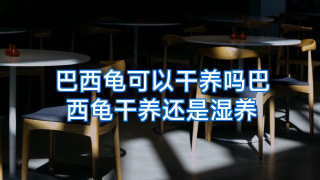 巴西龟可以干养吗巴西龟干养还是湿养