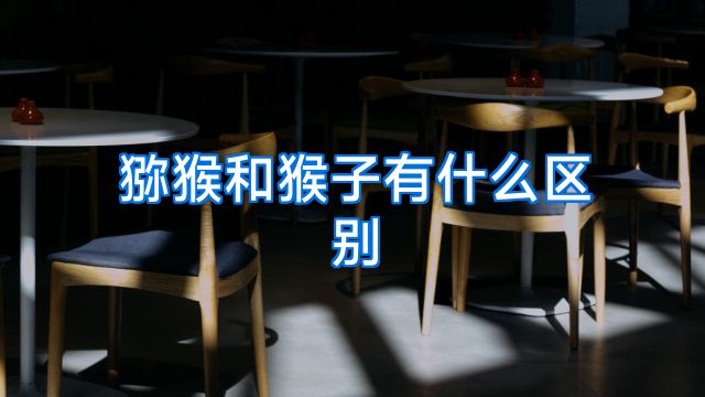 猕猴和猴子有什么区别