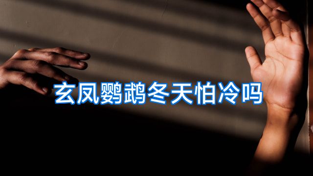 玄凤鹦鹉冬天怕冷吗