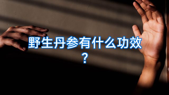 野生丹参有什么功效?