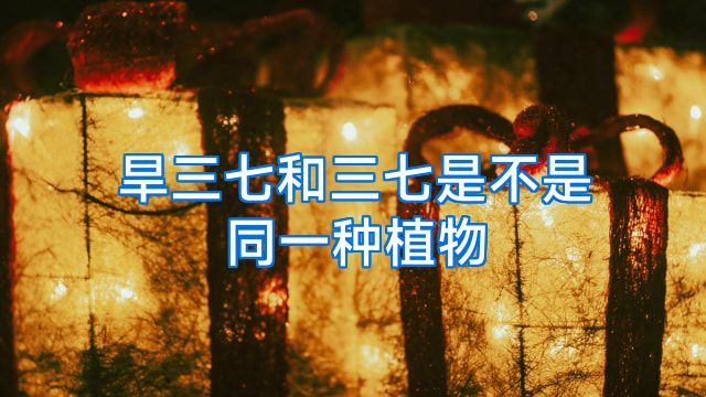 旱三七和三七是不是同一种植物
