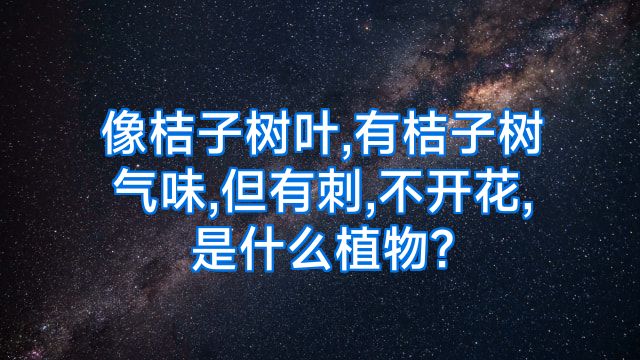 像桔子树叶,有桔子树气味,但有刺,不开花,是什么植物?