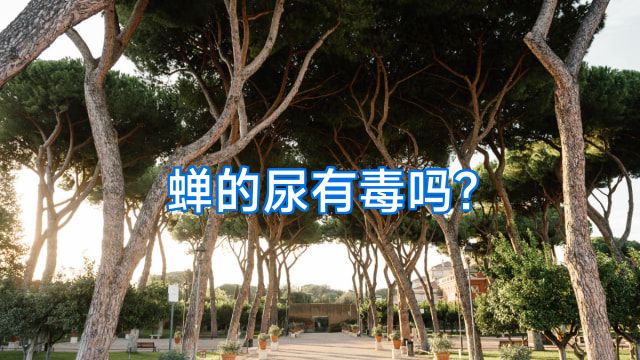 蝉的尿有毒吗?