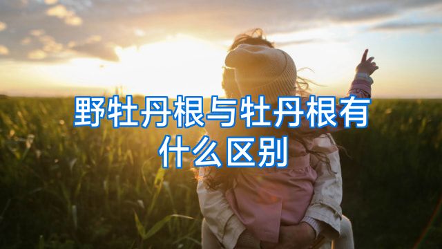 野牡丹根与牡丹根有什么区别