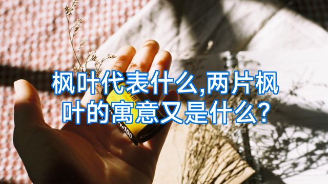 枫叶代表什么,两片枫叶的寓意又是什么?