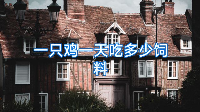 一只鸡一天吃多少饲料
