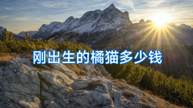 刚出生的橘猫多少钱