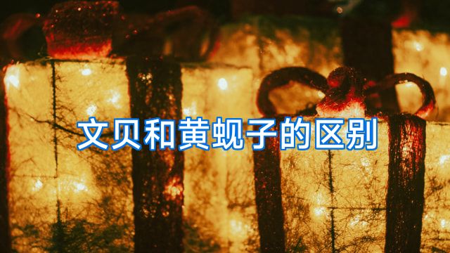 文贝和黄蚬子的区别