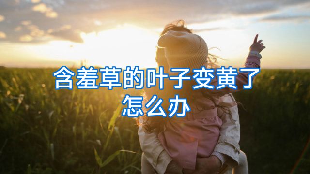 含羞草的叶子变黄了怎么办