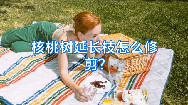 核桃树延长枝怎么修剪?