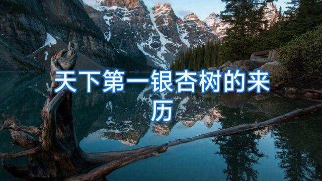 天下第一银杏树的来历
