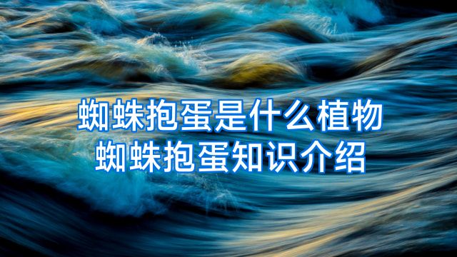 蜘蛛抱蛋是什么植物蜘蛛抱蛋知识介绍