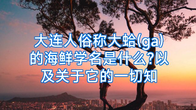 大连人俗称大蛤(ga)的海鲜学名是什么?以及关于它的一切知