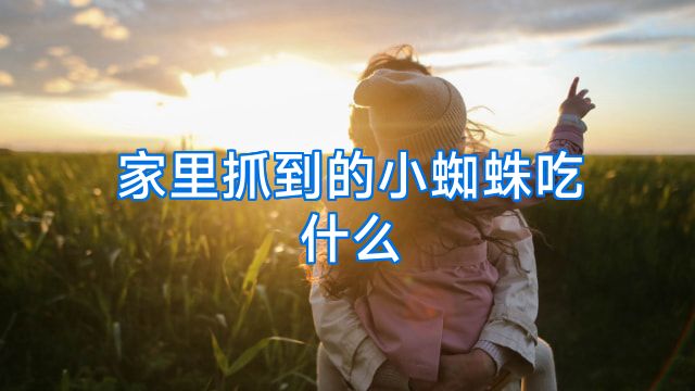 家里抓到的小蜘蛛吃什么