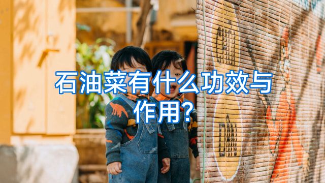 石油菜有什么功效与作用?