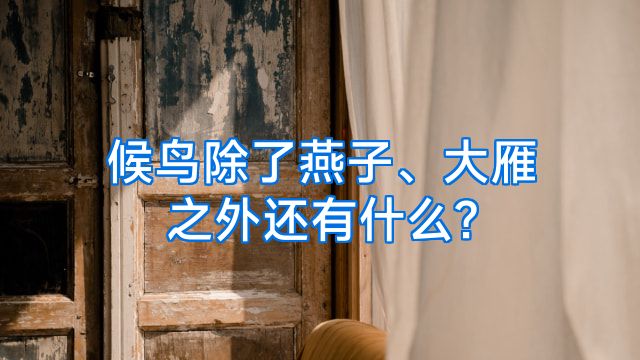 候鸟除了燕子、大雁之外还有什么?