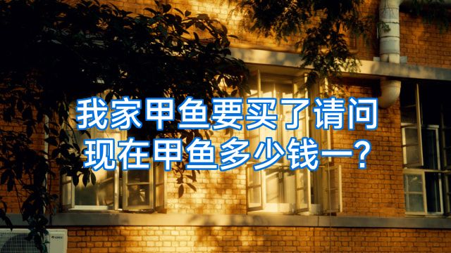 我家甲鱼要买了请问现在甲鱼多少钱一?